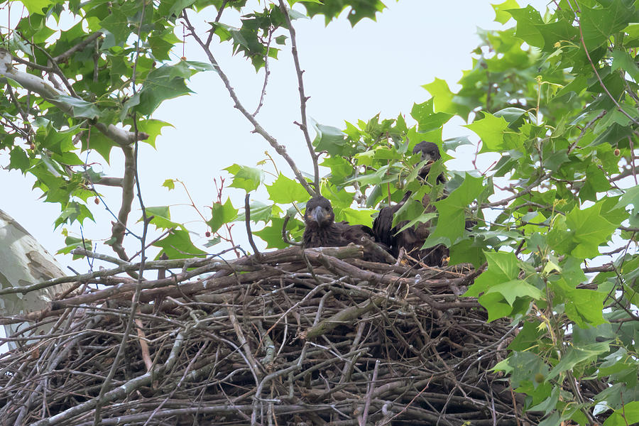 Eaglets in the Nest 2 Photograph by Susan Rissi Tregoning