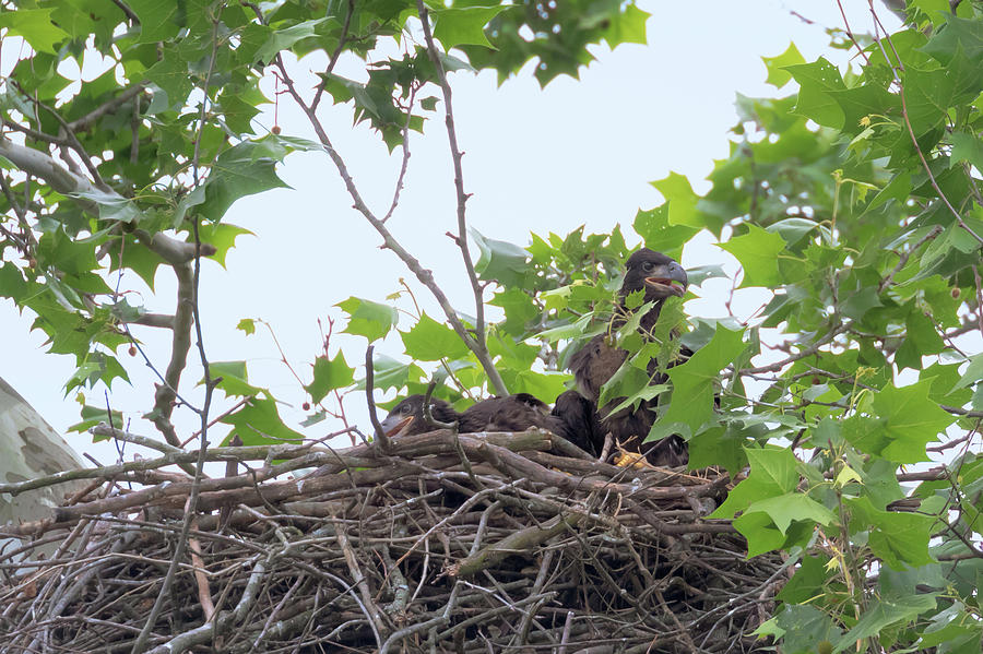 Eaglets in the Nest 3 Photograph by Susan Rissi Tregoning