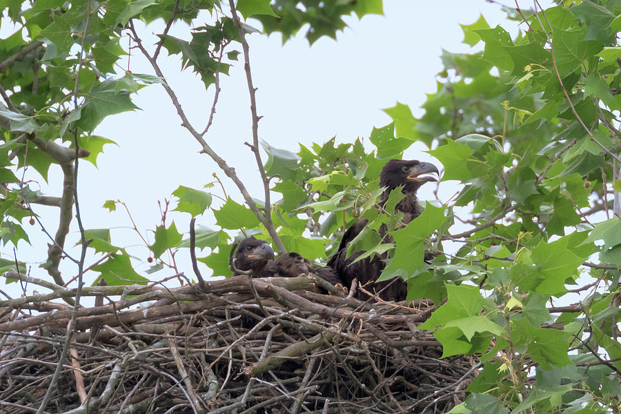Eaglets in the Nest 4 Photograph by Susan Rissi Tregoning