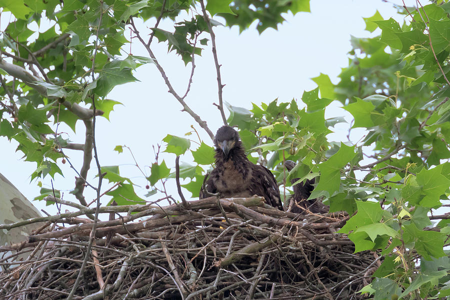 Eaglets in the Nest 6 Photograph by Susan Rissi Tregoning