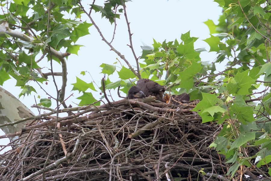 Eaglets in the Nest 7 Photograph by Susan Rissi Tregoning