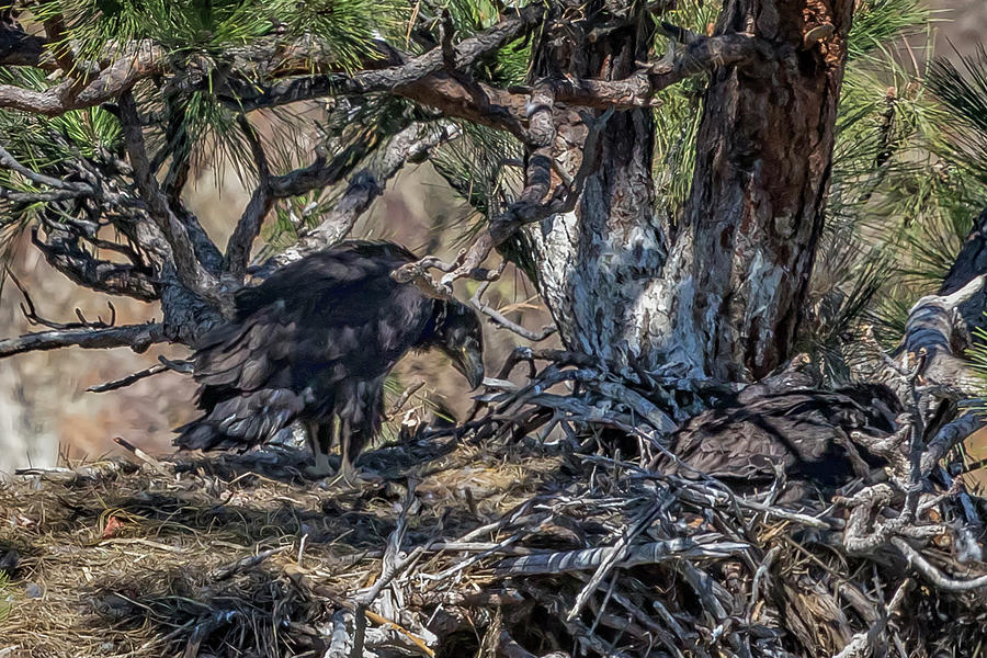Eaglets in the Nest painterly Photograph by Belinda Greb