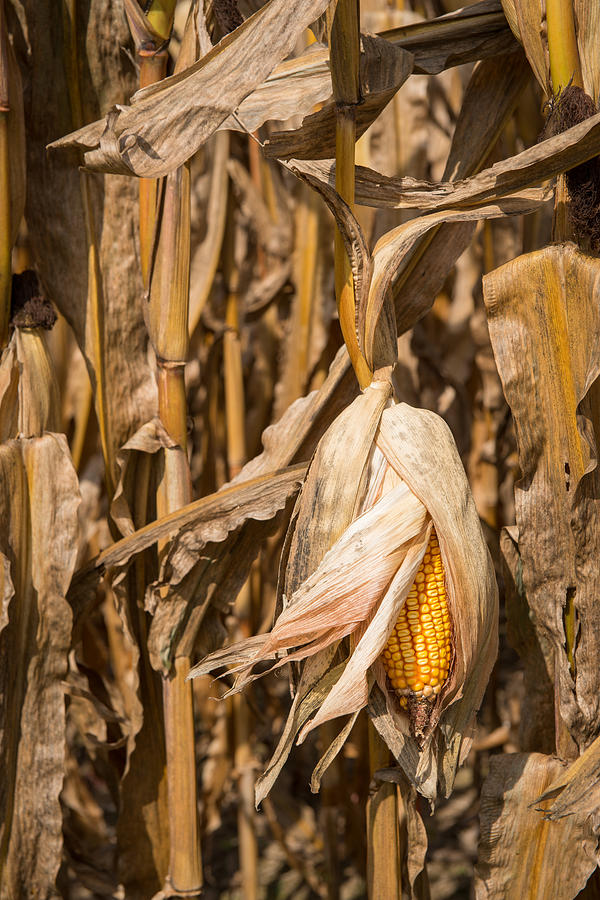 Ear of corn Photograph by Joye Ardyn Durham