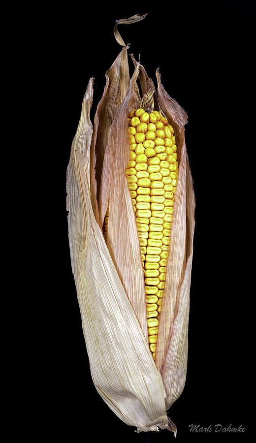 Corn #3 Photograph by Mark Dahmke