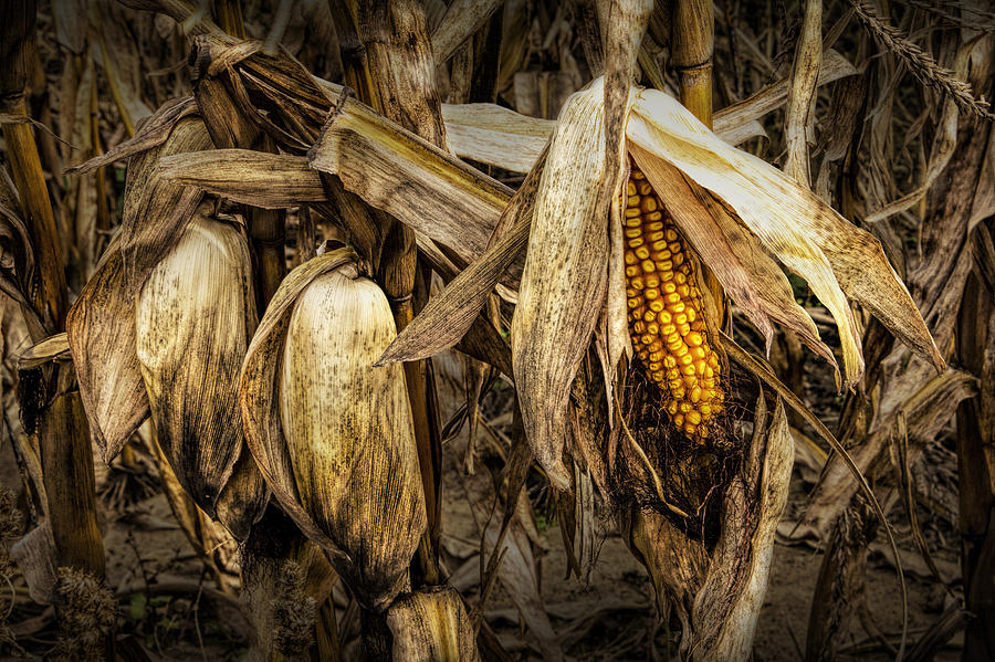 Nature Photograph - Ear of Corn on the Stalk before the Harvest by Randall Nyhof