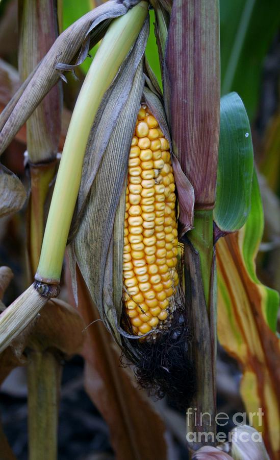 Ear Of Corn Photograph