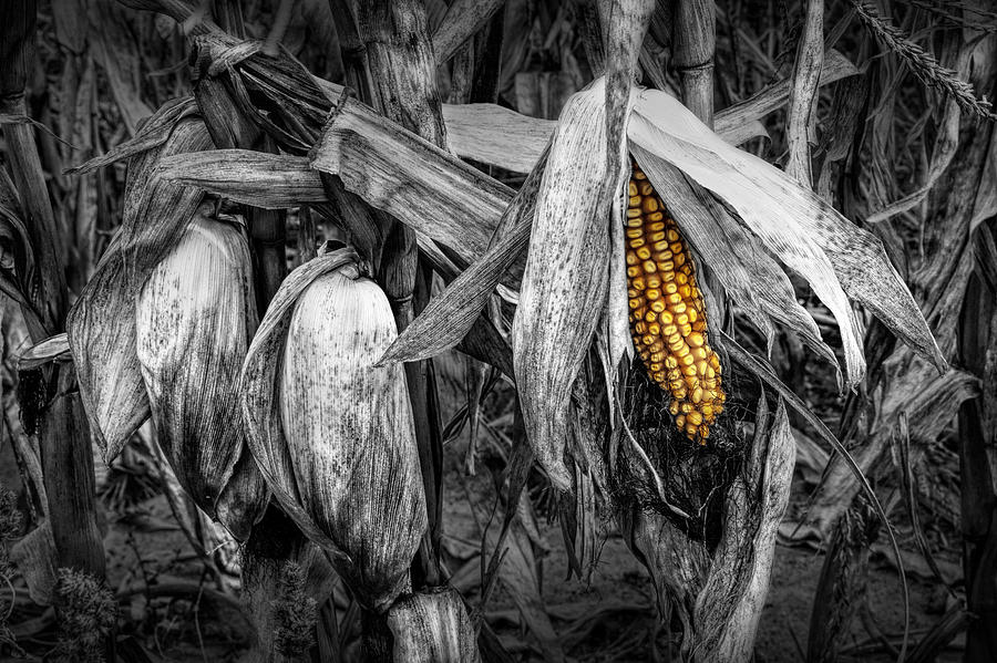 Nature Photograph - Ear of Yellow Corn by Randall Nyhof