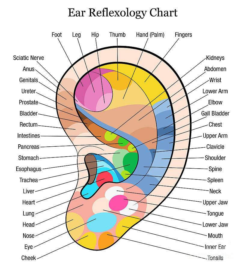 Ear reflexology chart description white Digital Art by Peter Hermes