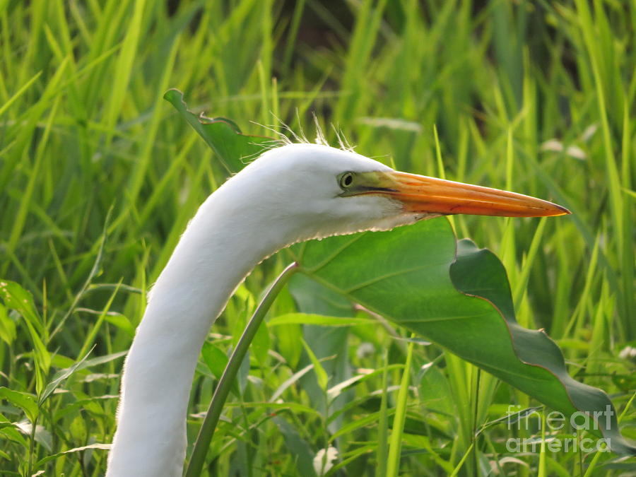 Egret Photograph - Ear To Ear by Charles Green