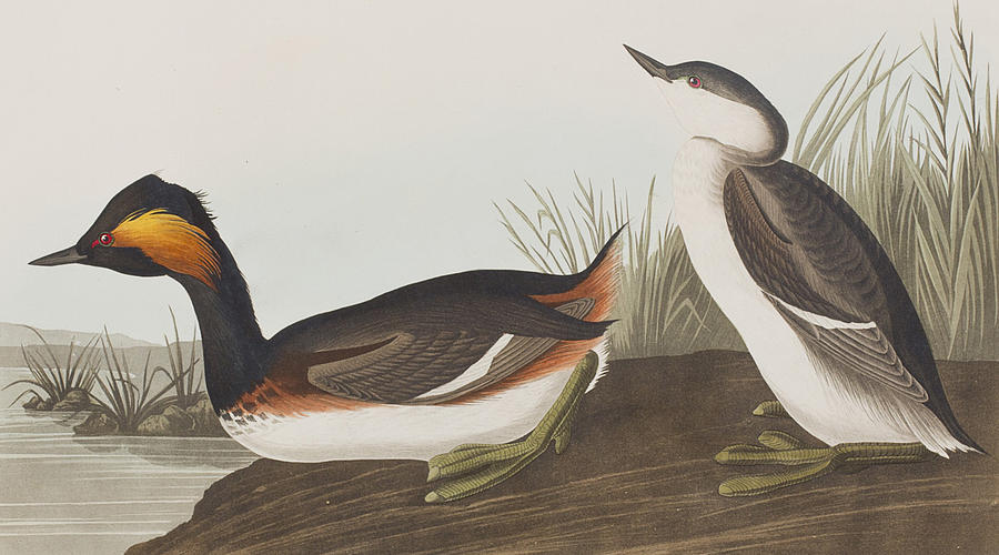 John James Audubon Painting - Eared Grebe by John James Audubon