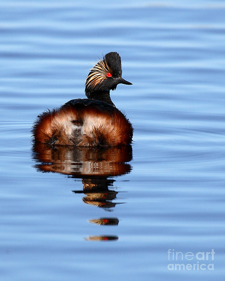 Eared Grebe Reflecting On Calm Water Photograph by Max Allen