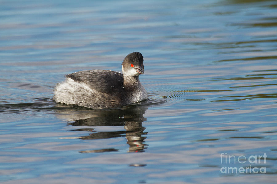 Eared Grebe Photograph by Ruth Jolly