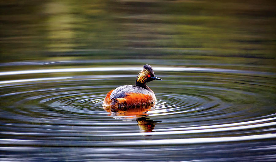 Yellowstone National Park Photograph - Eared Grebe - Yellowstone by Mountain Dreams