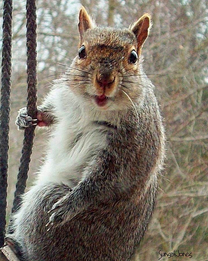 Squirrel Photograph - Earl The Squirrel by Robert Orinski