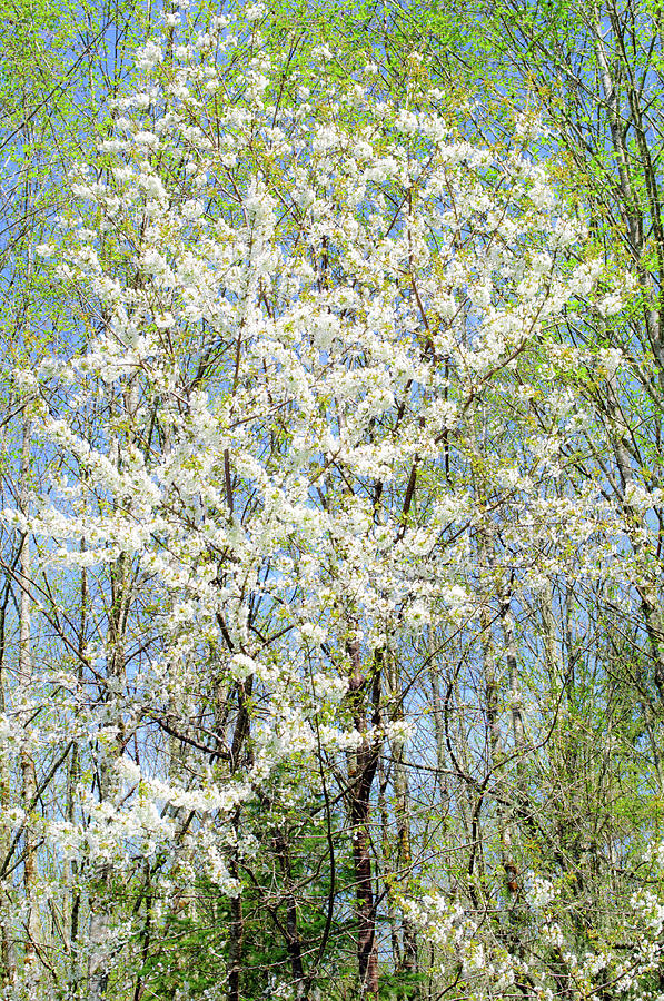  Spring Tree in Bloom Photograph by Tikvahs Hope