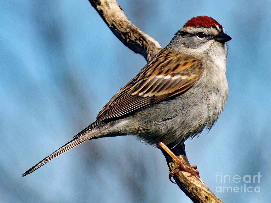 Early Arrival - Chipping Sparrow Photograph
