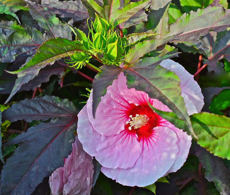 Early August Hibiscus 2 Photograph by Janis Senungetuk