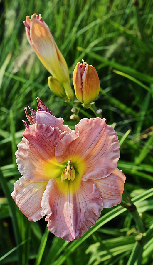 Early August Single Daylily Photograph by Janis Senungetuk