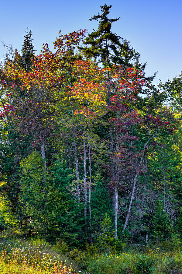 Early Autumn Color on Rondaxe Road Photograph by David Patterson