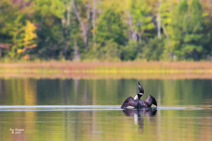 Early Autumn Loon Photograph by Peg Runyan