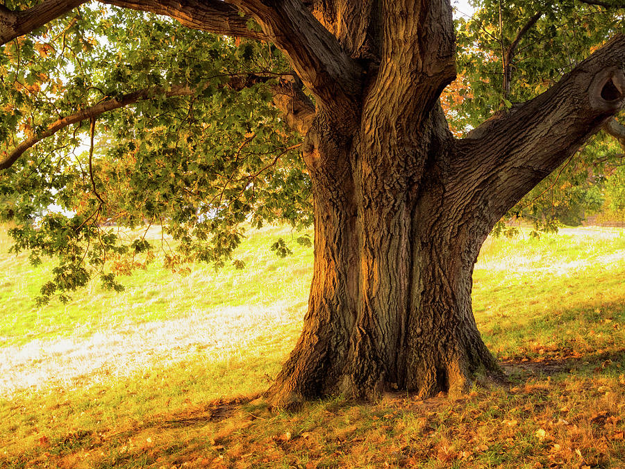 Early Autumn Oak Photograph by Marianne Campolongo