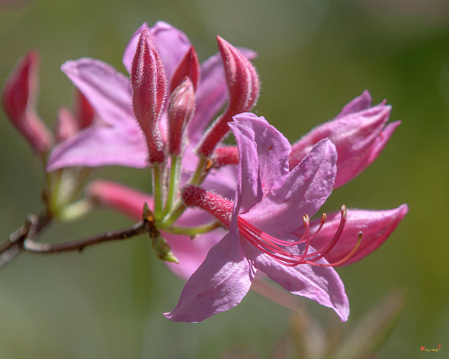 Early Azalea or Roseshell Azalea DFL0866 Photograph by Gerry Gantt ...