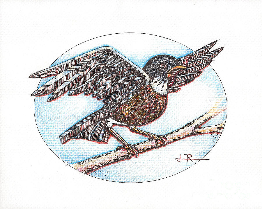 Early Bird, Alighting Drawing By Jim Rehlin