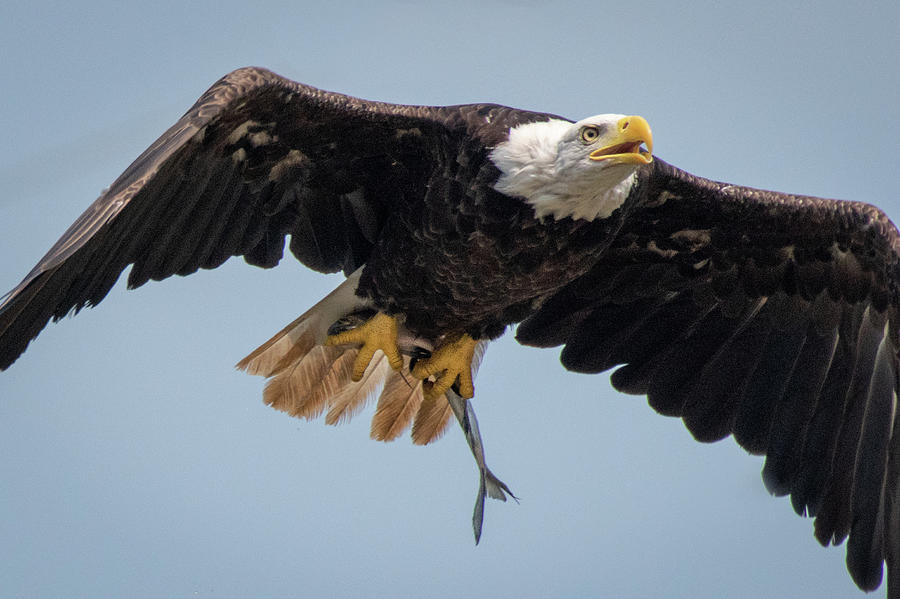 Eagle Photograph - Early Bird by Gary E Snyder