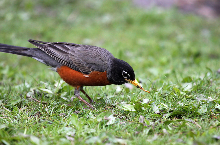 Robin Photograph - Early Bird Gets The Worm by Karol Livote