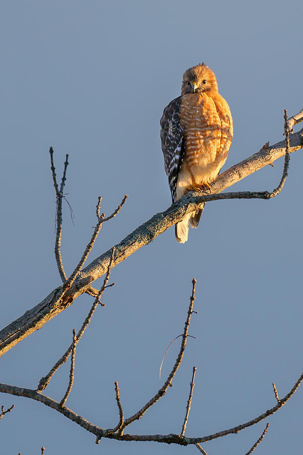 Early Bird Hawk Photograph by Bill Wakeley