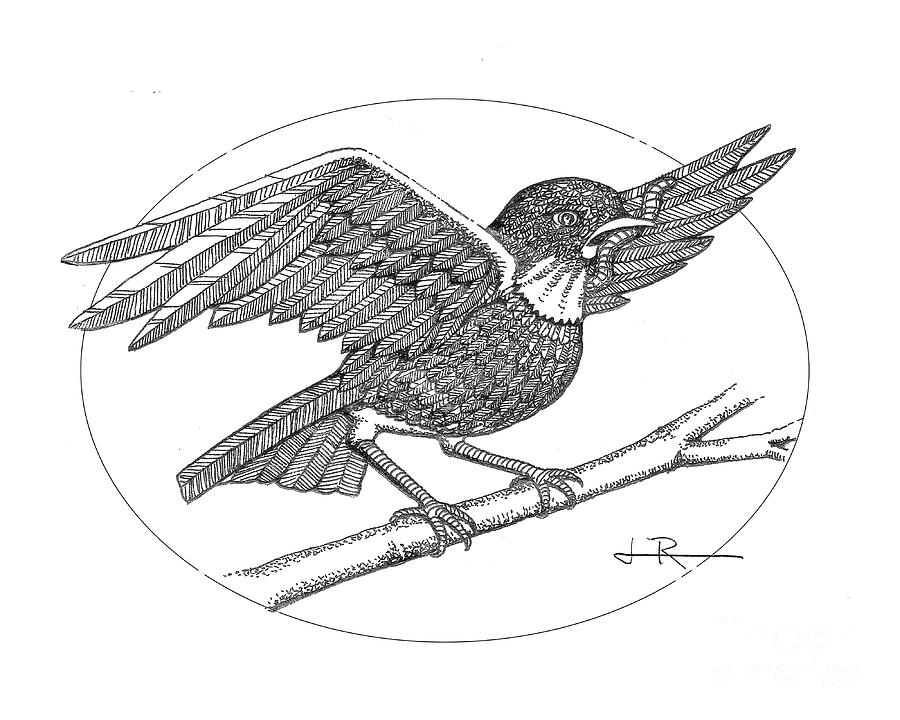 Early Bird Drawing by Jim Rehlin