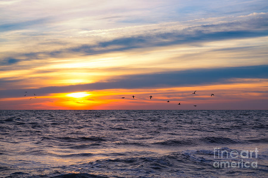 Early Bird Photograph - Early Bird by Michael Ver Sprill Early Bird Photograph - Early Bird by Michael Ver Sprill