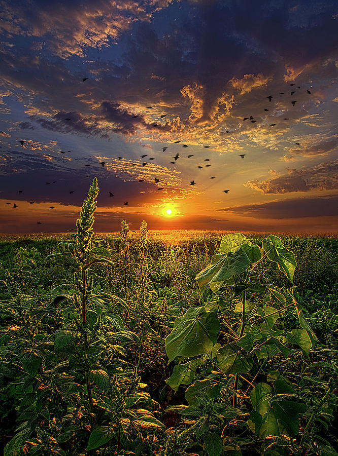 Early Bird Special Photograph by Phil Koch
