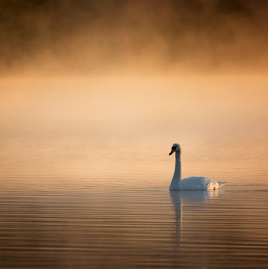 Swan Photograph - Early Bird Square by Bill Wakeley