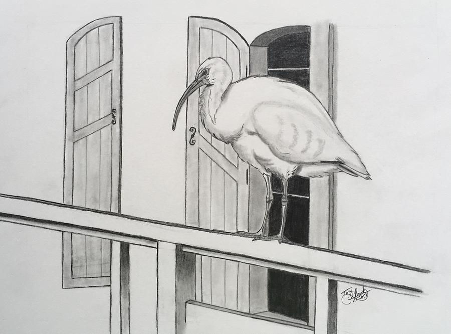 Early Bird Drawing by Tony Clark