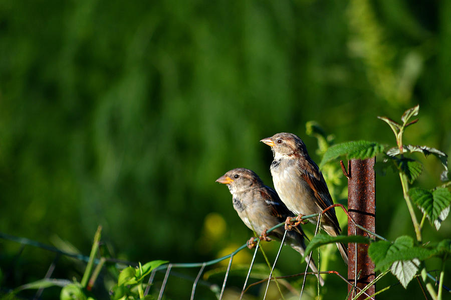 Early Birds in The Garden Photograph by Dianne Cowen Cape Cod Photography