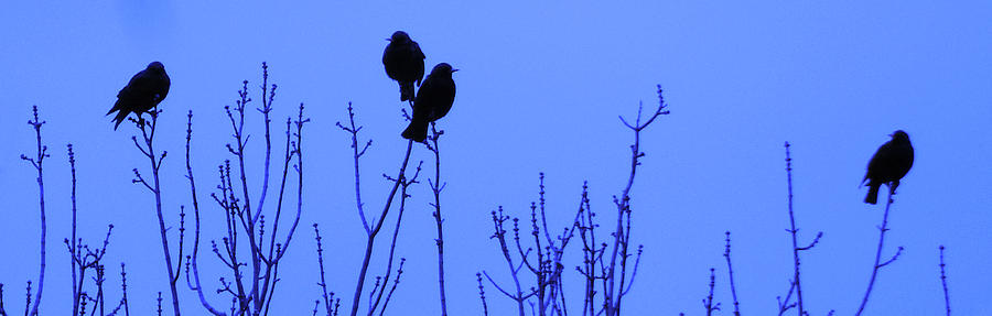 Early Birds Photograph by Mark Blauhoefer