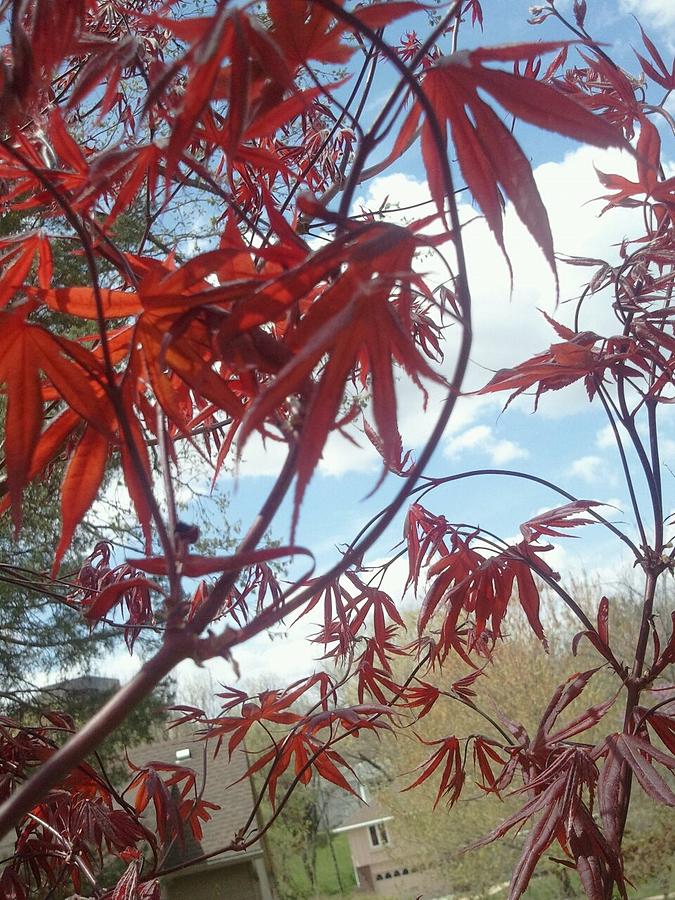 Early Bloodgood Maple Photograph by Tim Donovan