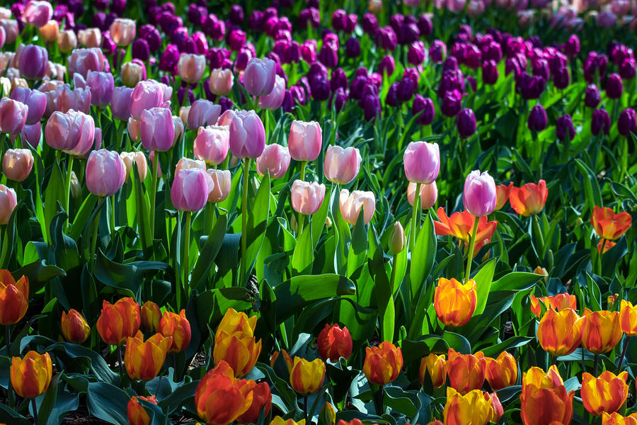 Tulip Photograph - Early Bloomers by James Barber