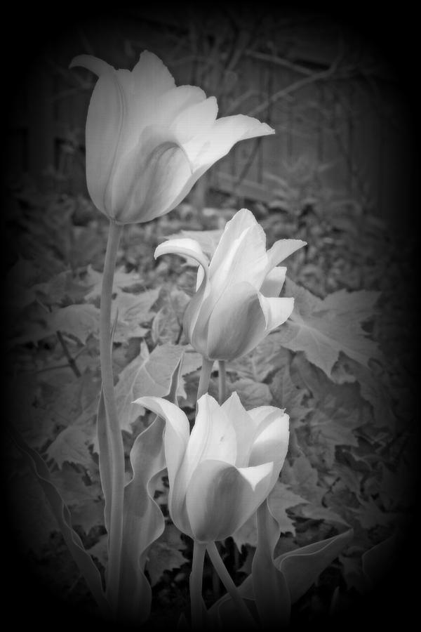 Early Blooming Tulips In Black And White Digital Art by Kay Novy
