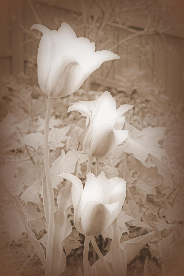 Early Blooming Tulips In Sepia Digital Art by Kay Novy