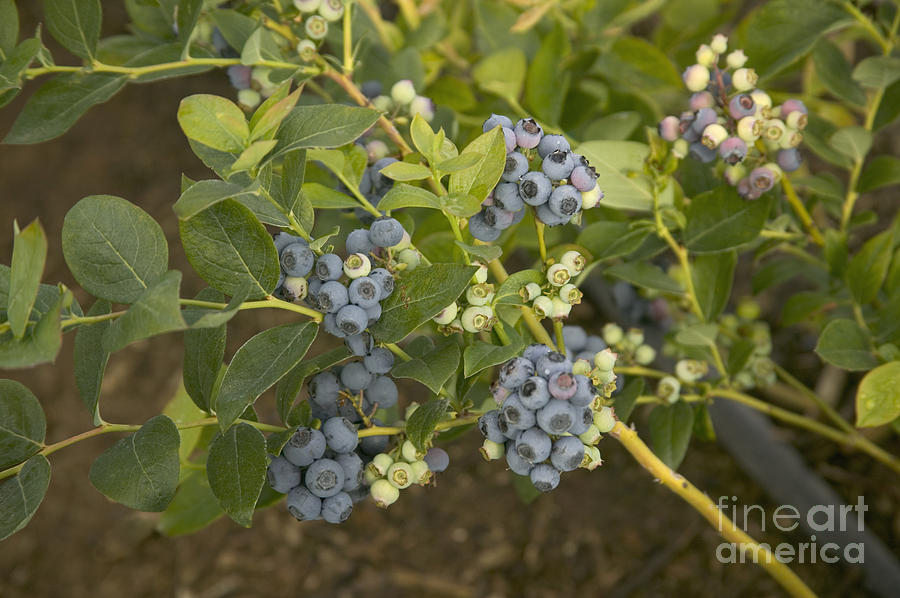 Early Blue Blueberries On A Bush Photograph by Inga Spence