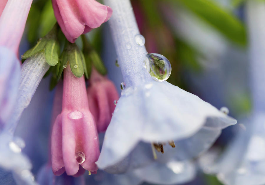 Early Bluebell Bud Reflection Photograph by Tracy Winter