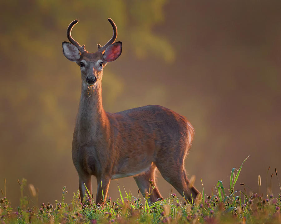 Deer Photograph - Early Buck by Bill Wakeley