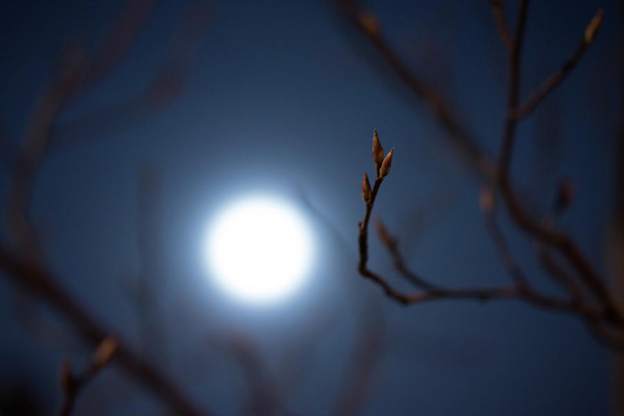 Early Buds in Moonlight Photograph by Scott Rackers