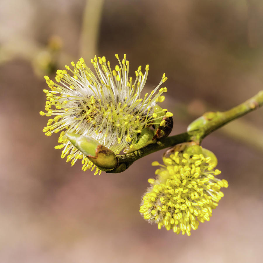 Early Catkins Photograph by Nick Bywater