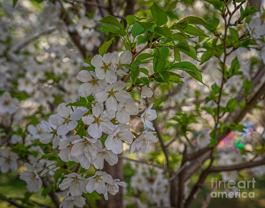 Early cherry blossoms Photograph by Izet Kapetanovic