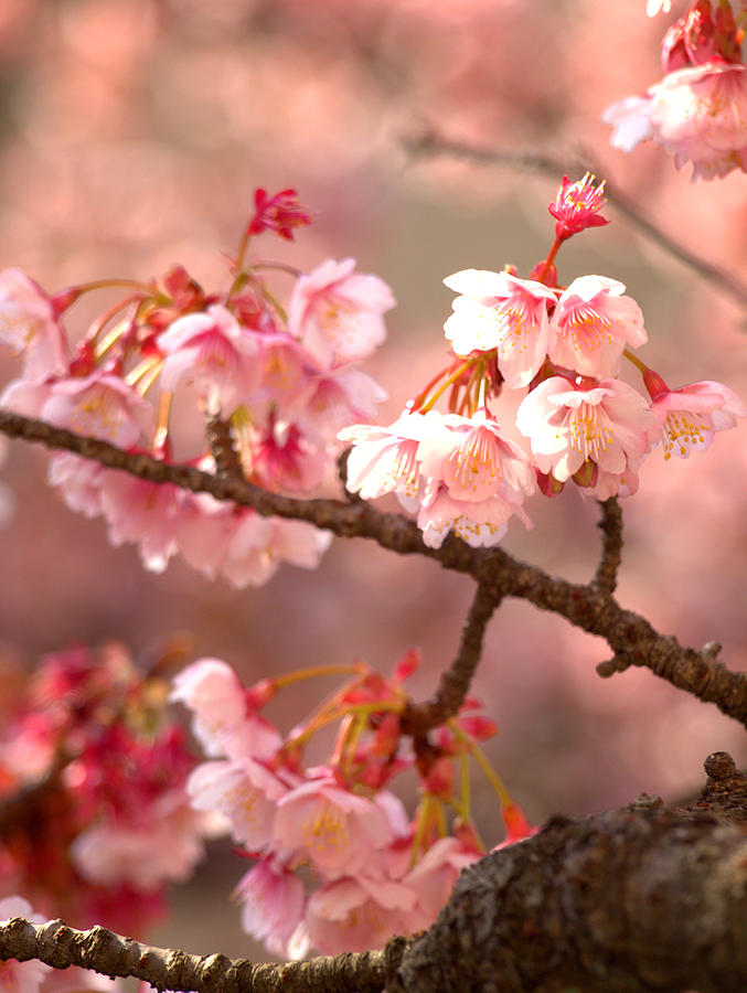 Early Cherry Blossoms Photograph by Yuka Kato