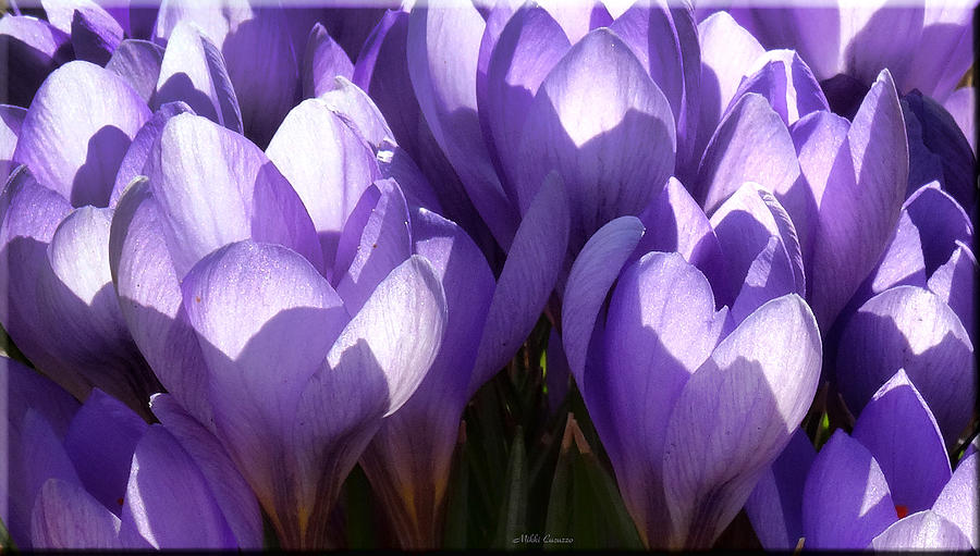 Early Crocus Photograph by Mikki Cucuzzo