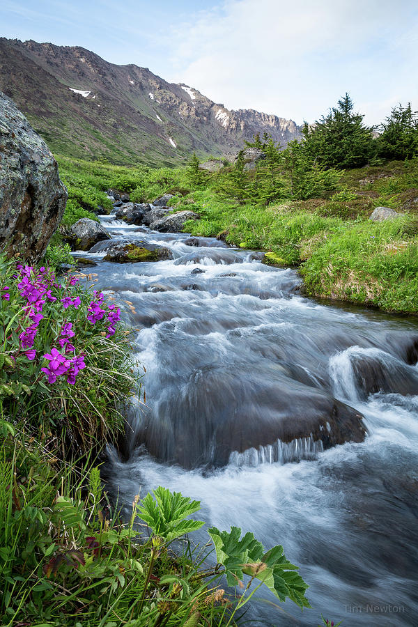 Summer Photograph - Early Days of Summer by Tim Newton